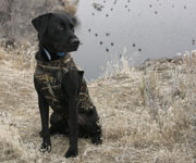 Gun Dog Training Tips: How to Teach a Dog to Stay