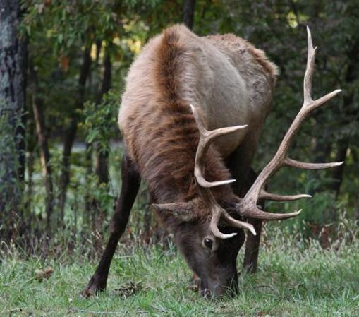 Elk Hunting to Open in Missouri by 2016