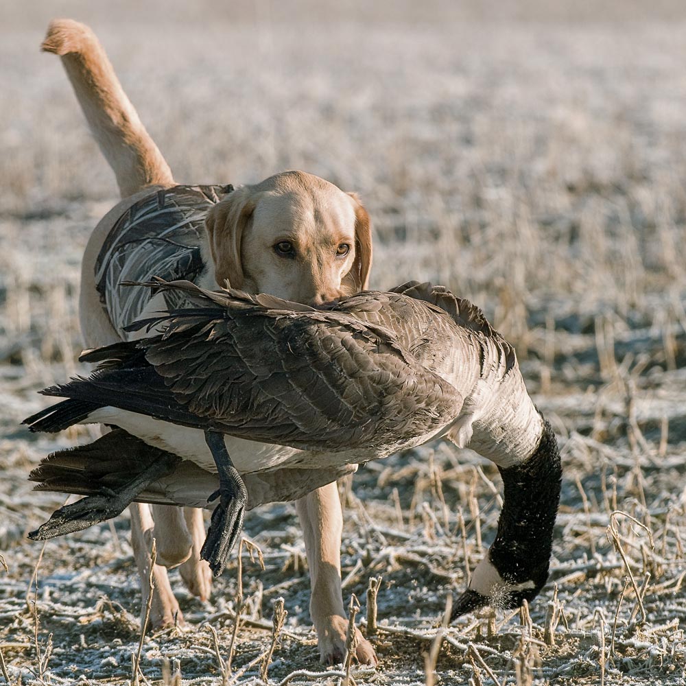 Yellow Lab retrieving a downed goose.