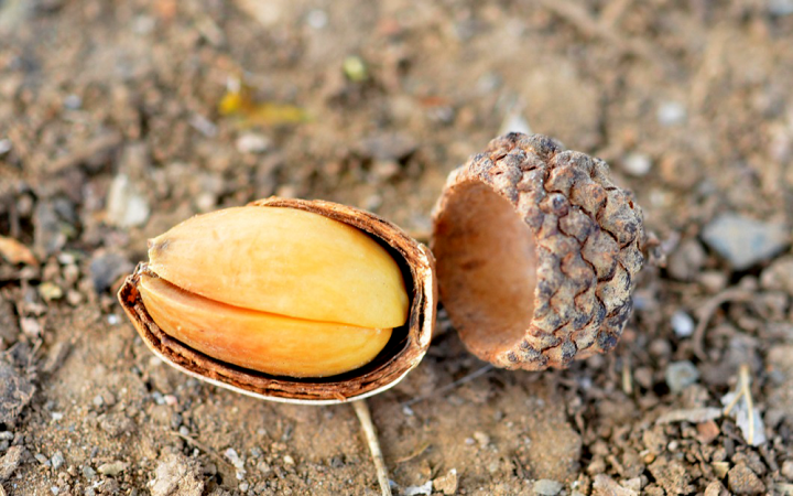 How to Prepare Acorns for Food and Medicinal Uses