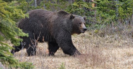 Grizzly Bears: Is it Time to Start Hunting Grizzlies in Montana?