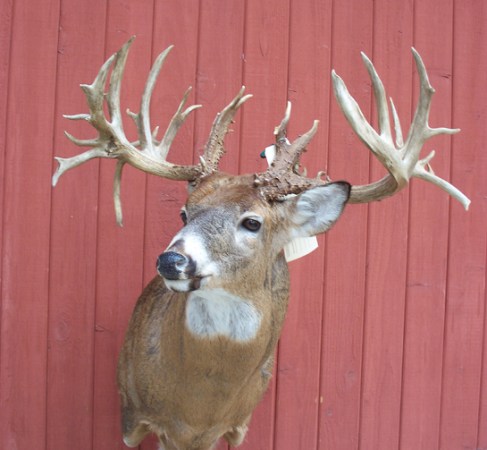 DNR: Potential Illinois State Record Buck Was Poached