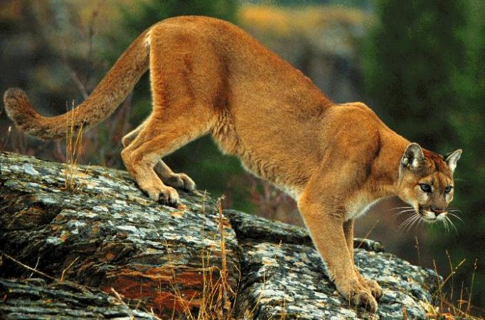 SD Lion Kills Labrador
