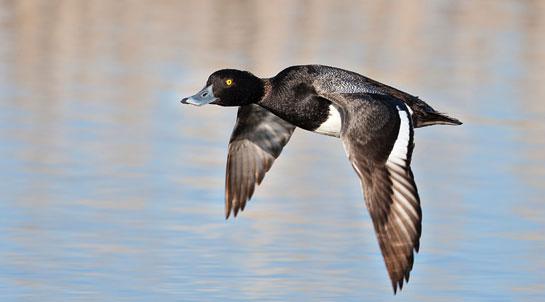 Duck Hunting: Tips for Small-Water Divers