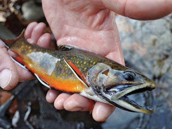 What this West Virginia Angler is Doing to Restore Brook Trout