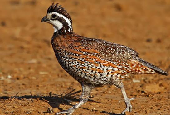 What Happened to Our Quail? Observations of an Old Quail Hunter