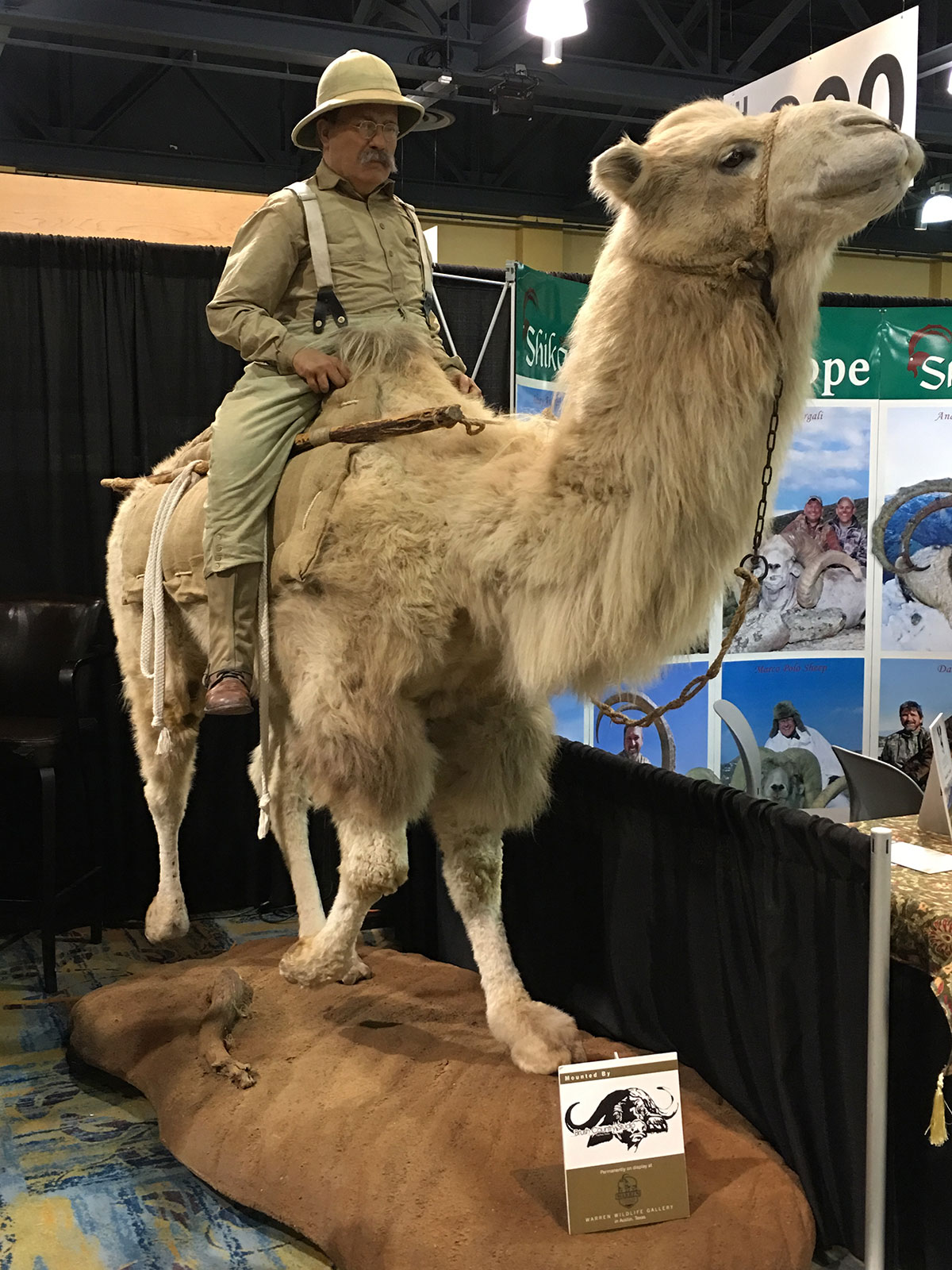 Teddy Roosevelt on camel mount