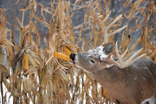 winter buck eating corn