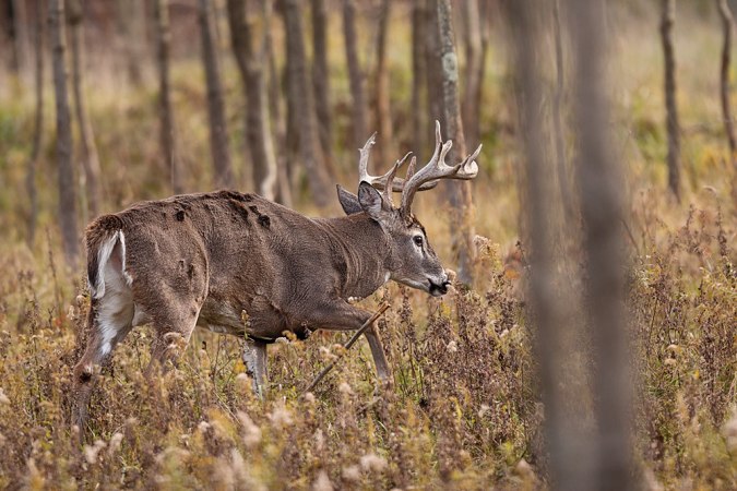 Why You Probably Overestimate a Buck's Score, and How to Fix It