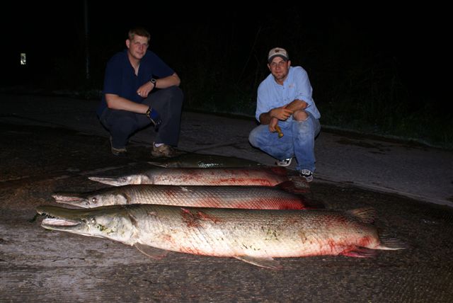 httpswww.outdoorlife.comsitesoutdoorlife.comfilesimport2014importImage2010photo616._Tex._Thatcher_gator_gar.jpg