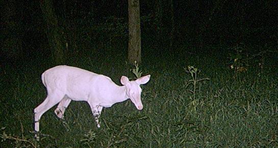 Should Hunters Shoot Albino Deer?