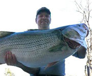 Huge Striper Will Not Be Certified for Ark. State Record but May Still Qualify for World Record and $1M Prize