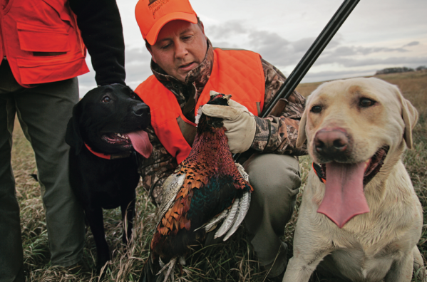 Happy-Hour Roosters: How to Find Pheasants at the End of the Day