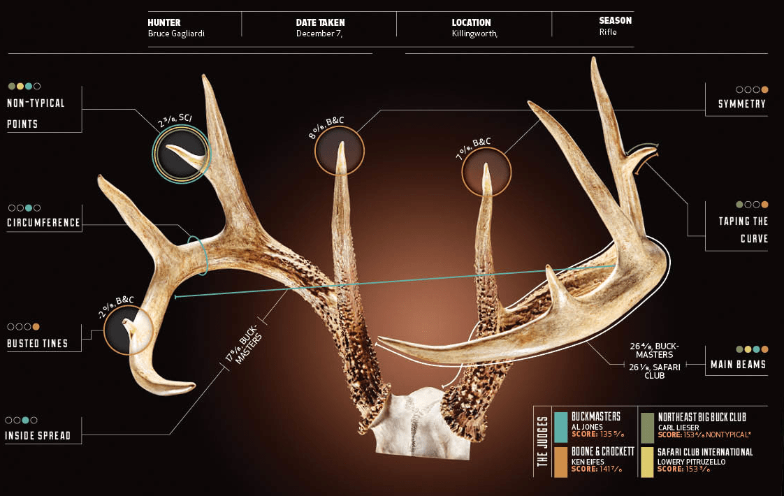 Measuring Antlers 4 Ways to Score a Deer's Rack