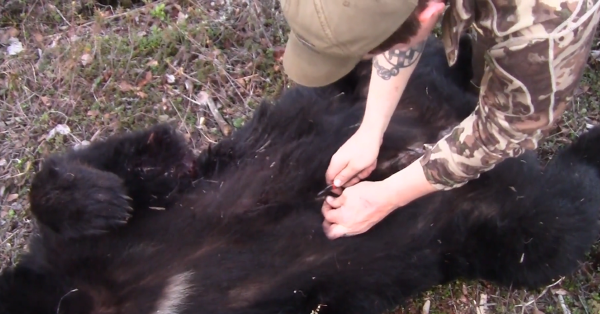 Video Tip: How to Skin a Bear in the Field