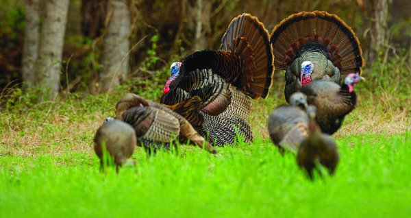The Mother Flock: Hunting the Homeland of the Wild Turkey