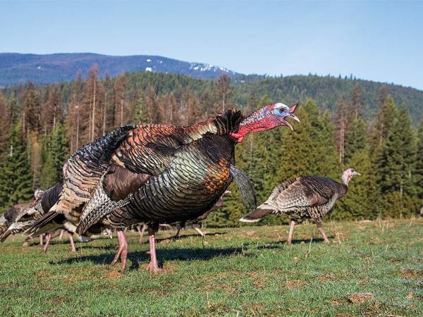 western montana merriam turkey