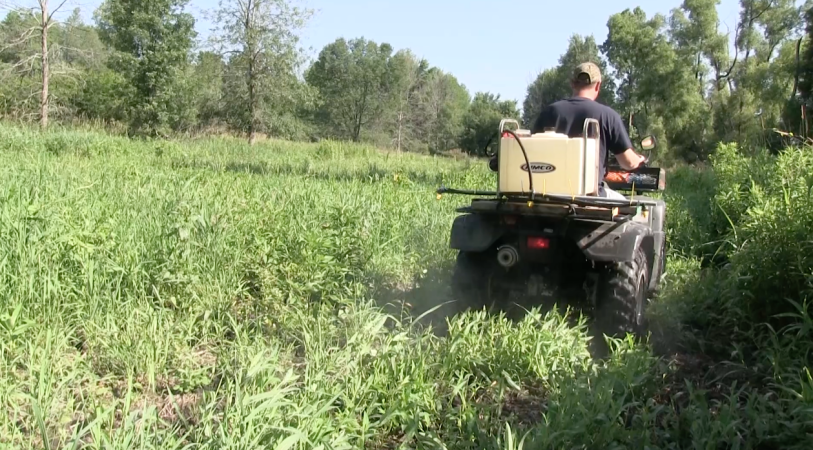 Clover: The Magic Bean for Whitetail Food Plots?