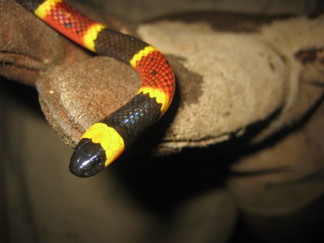 httpswww.outdoorlife.comsitesoutdoorlife.comfilesimport2014importImage2010photo3001019.venomous-coral-snake.jpg