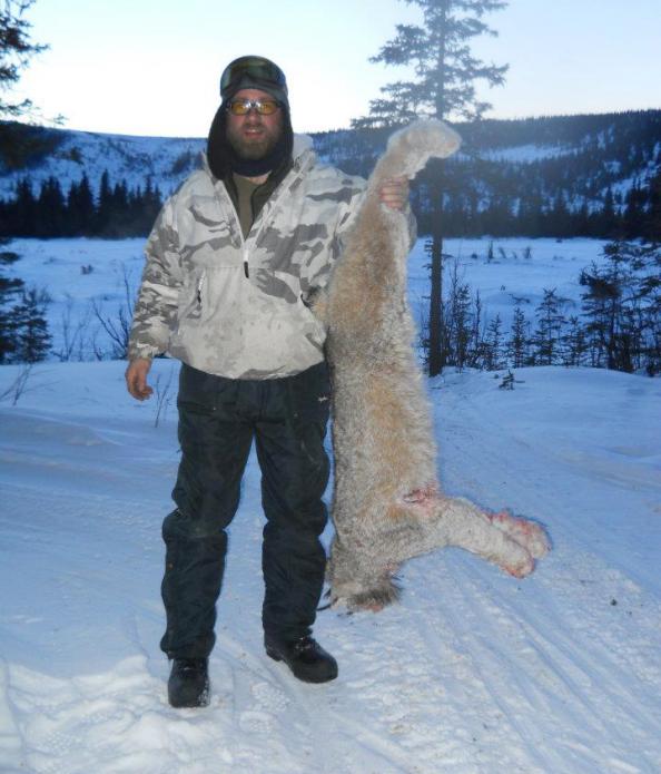 Photo: Lynx Kills Caribou (Graphic Image Warning)