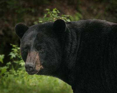 Hunter Armed With Knife Survives Black Bear Attack
