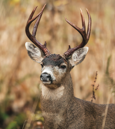 Tips and Tactics: How to Hunt Black-Tail Deer