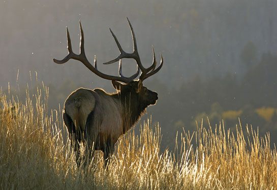 Elk Hunting Tips: The Basics of Long-Range Scouting
