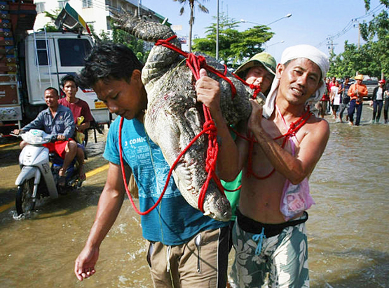 Thailand’s Massive Floods Bring Out The Crocodiles