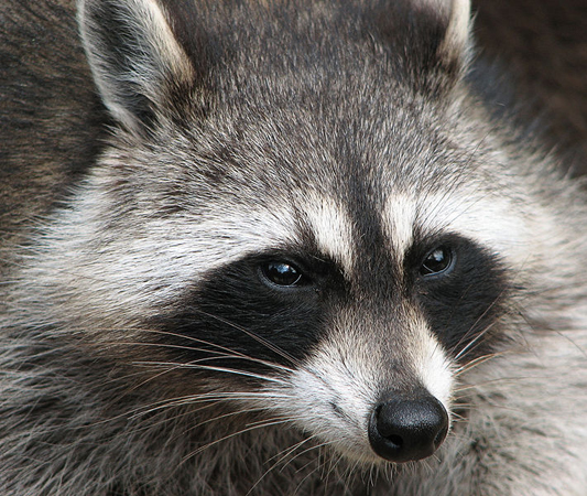 closeup photo of a racoons face