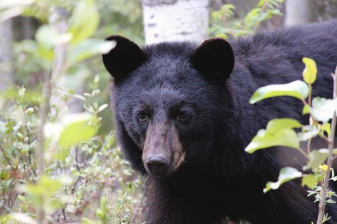 The Rise of Social Science in Wildlife Management: Feds Propose Banning Predator Hunting, Bear Baiting on Alaska Refuge Lands