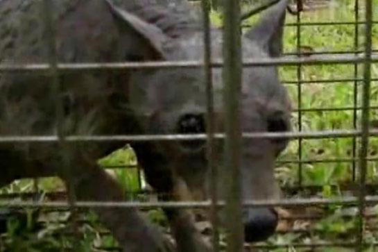 Texas "Chupacabra" Euthanized, No DNA Tests Planned