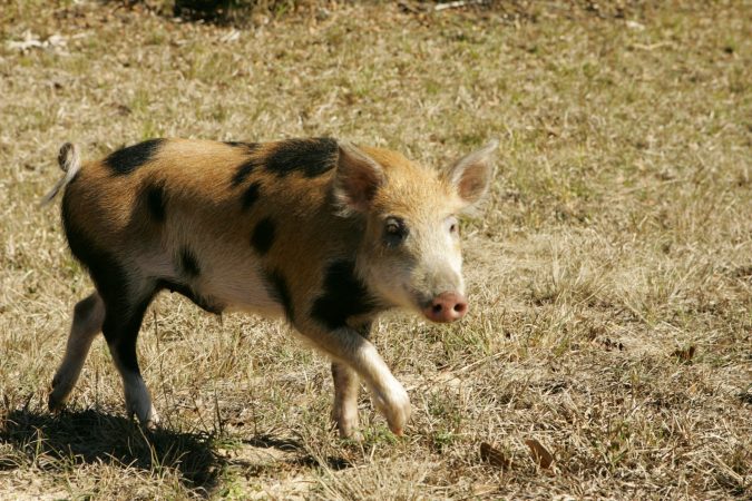 Where to Kill Wild Public-Land Pigs All Across the South