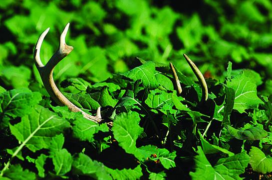 Year of the Food Plot: Why Food Plots are More Important Now than Ever
