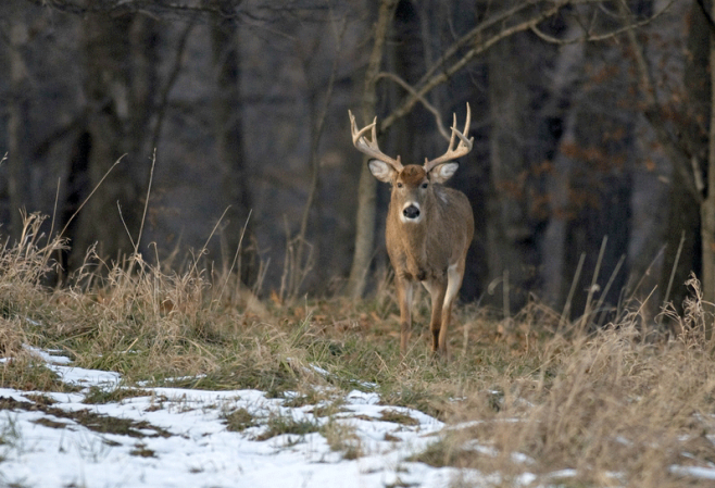 The Benefits of Leasing Deer Hunting Land
