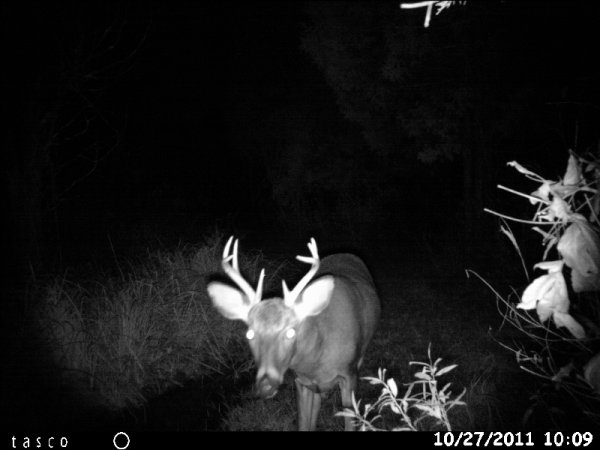 Whitetail Deer: When Should You Check Your Trail Cameras?