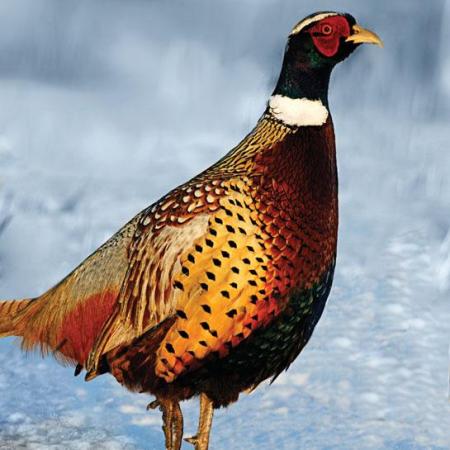 Pheasant Hunting: 6 Ways to Outsmart Late-Fall Roosters