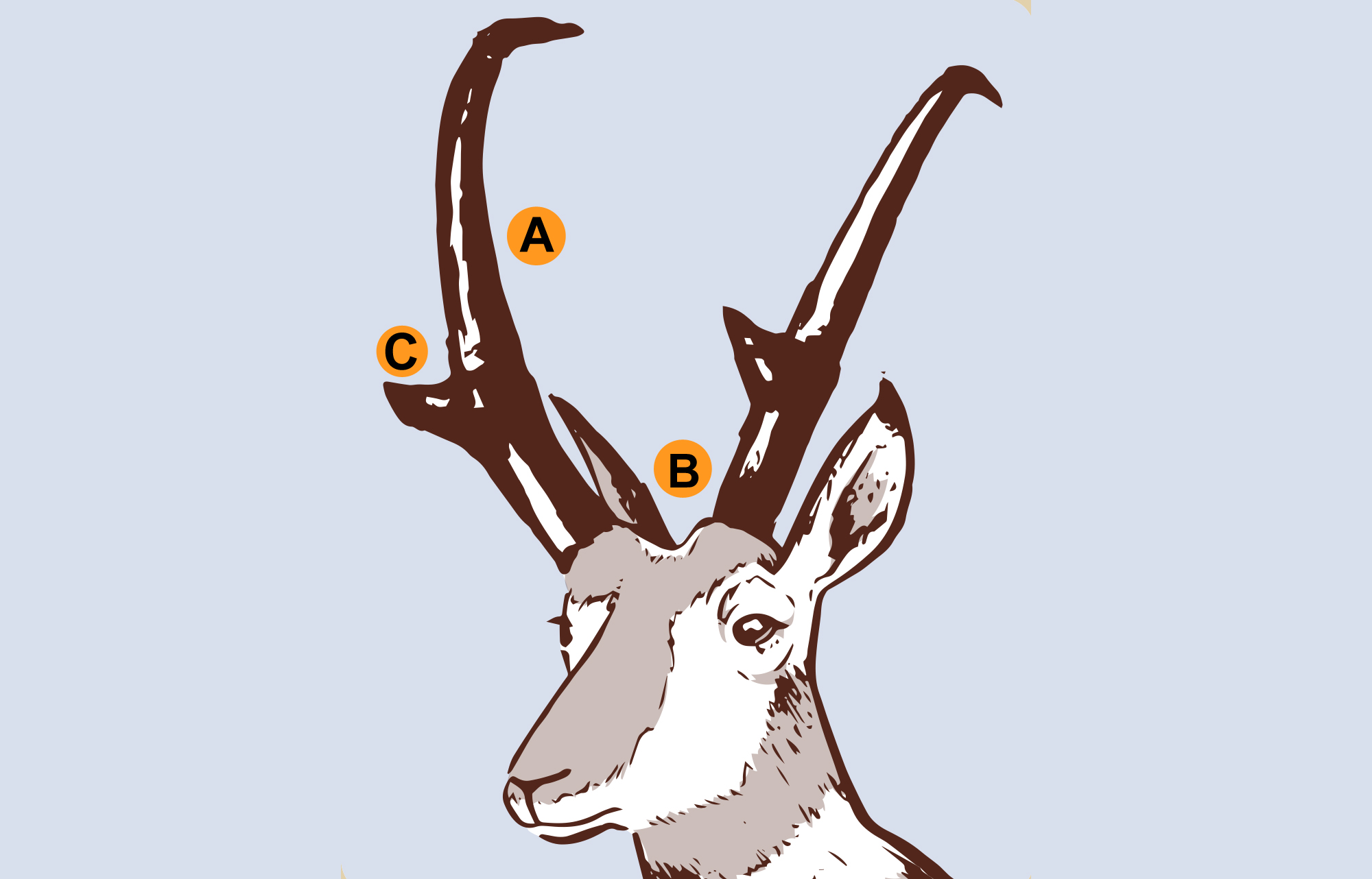Pronghorn Antelope Hunting Tips and Tactics