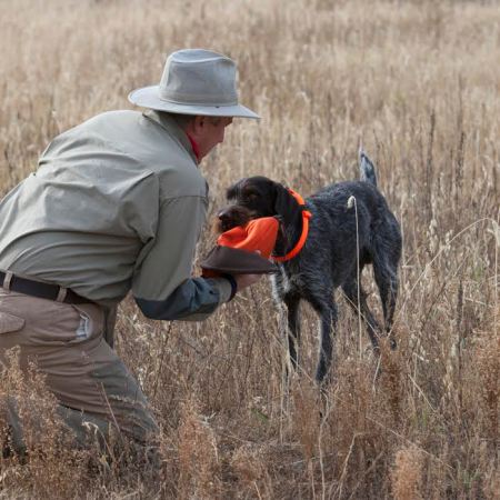 The 5 Ways You're Ruining Your Hunting Dog
