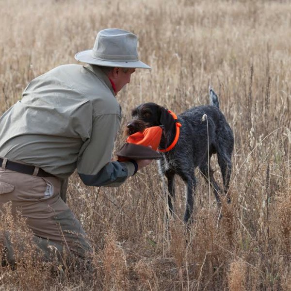 The 5 Ways You’re Ruining Your Hunting Dog