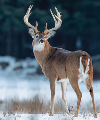Deer Hunting Tips: 6 Tactics for Late-Season Bucks