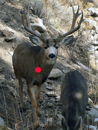 Bowhunting: Frontal Shot Placement