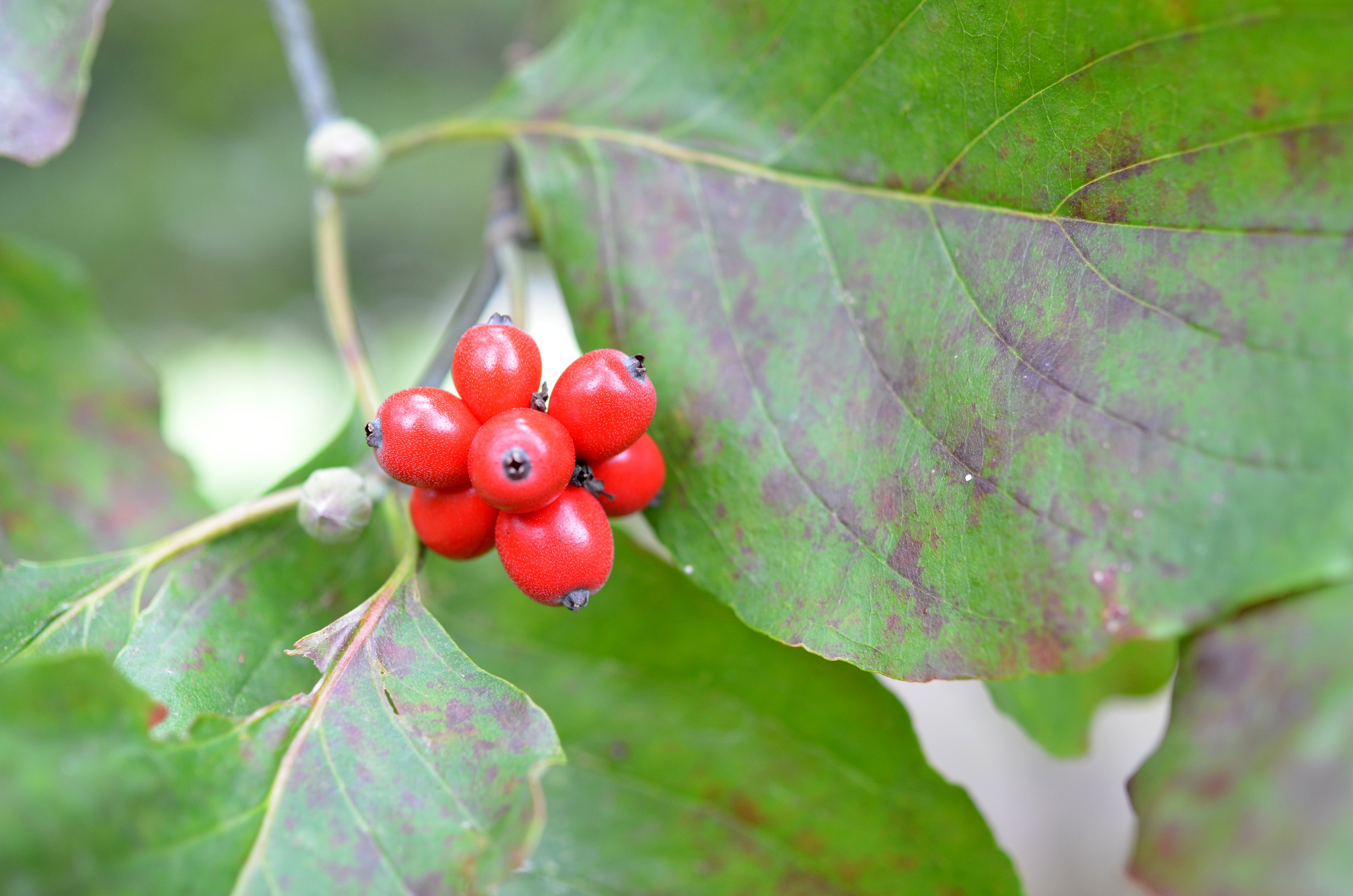 Survival Skills How to Identify Toxic and Edible Red Berries