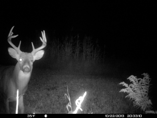 Whitetail Deer: Analyzing a Trail Camera Photo