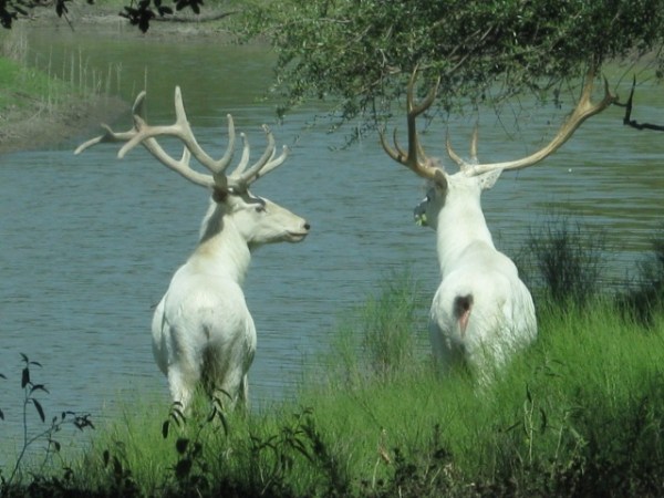 Albino Elk Photographed in Utah?