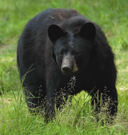Black Bear Kills New Jersey Hiker