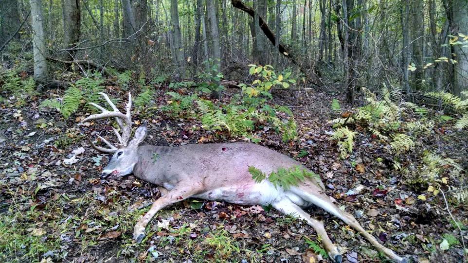 PA buck recovered