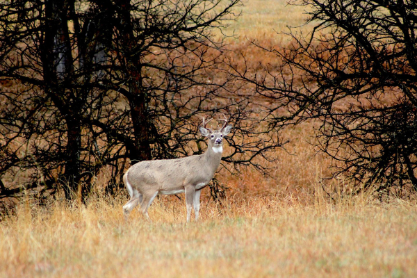 Newsflash for Wildlife Biologists: It’s Time to Quit “Counting Deer”