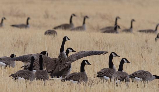 Goose Hunting Tips: How to Hunt Early-Season Geese