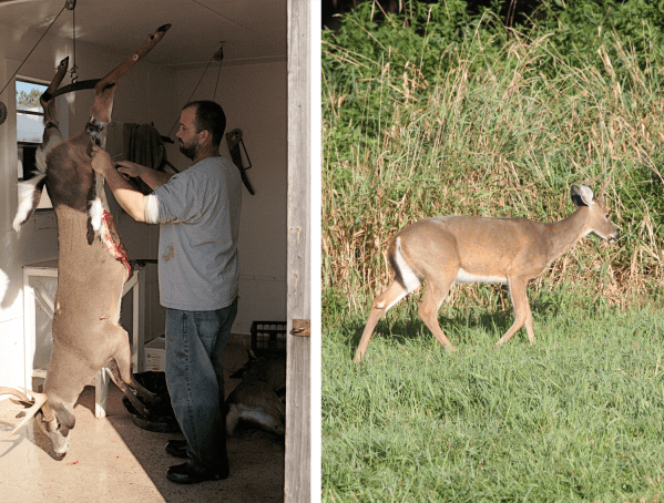 Deer Hunting: How-To Tips for Butchering and Processing Your Own Venison