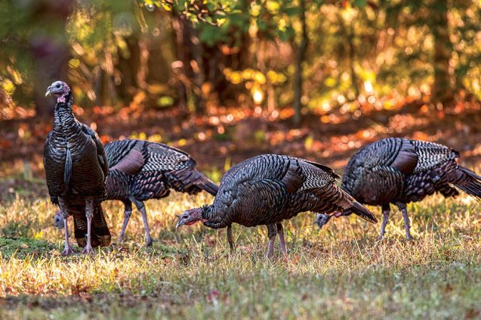 4 Tips for Busting Fall Flocks Without a Turkey Dog